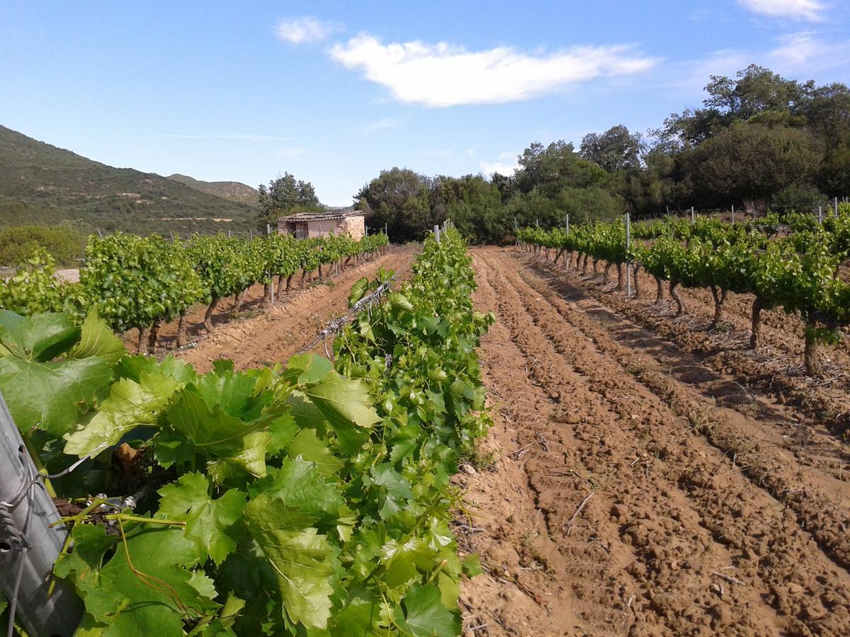 Alojamiento Rural La Cañada Murillo el Fruto Exterior foto