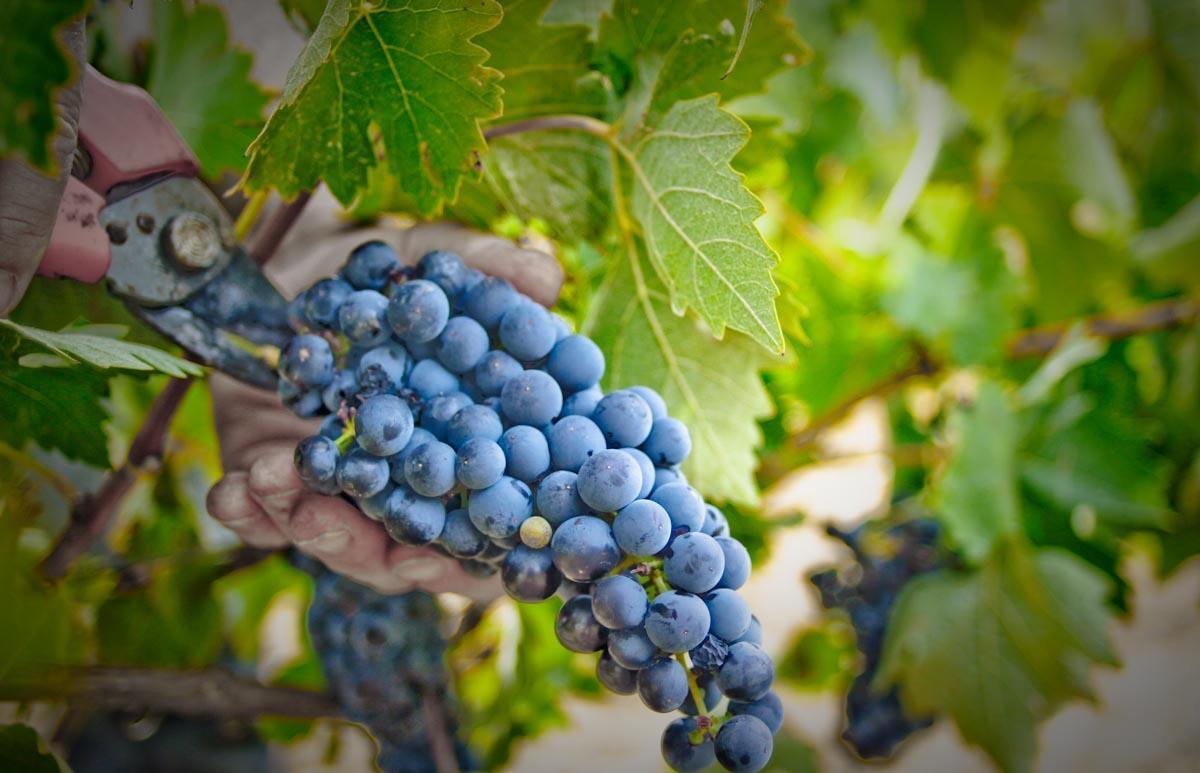 Alojamiento Rural La Cañada Murillo el Fruto Exterior foto