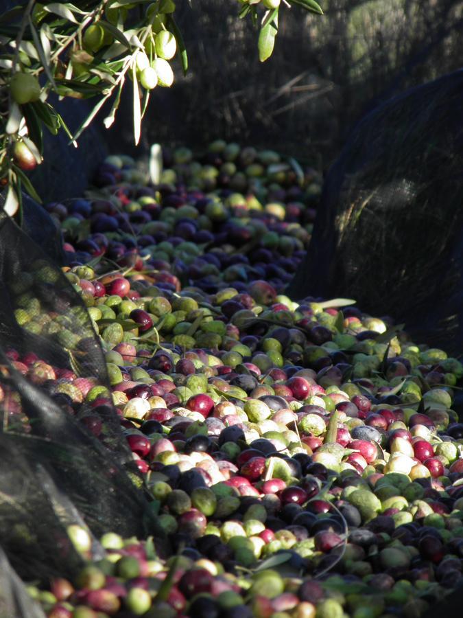 Alojamiento Rural La Cañada Murillo el Fruto Exterior foto